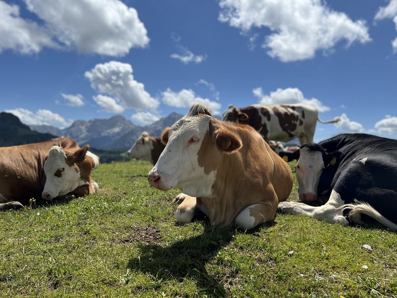 Kühe liegen auf einer Wiese