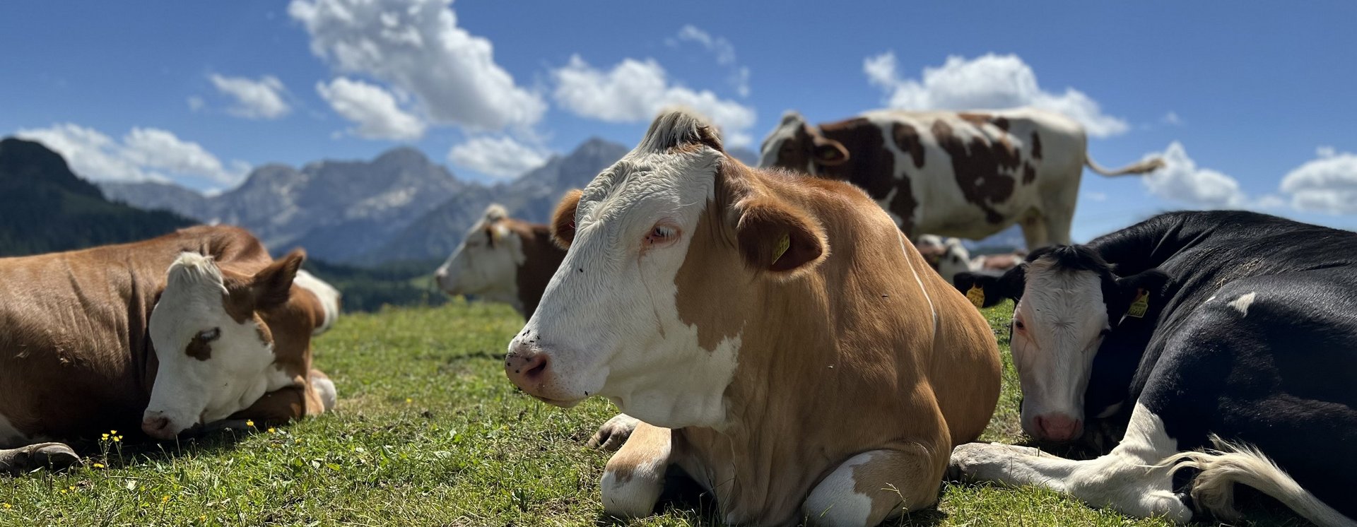 Kühe liegen auf einem Feld