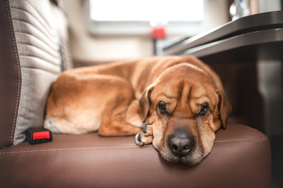 Hund liegt auf einer Sitzbank im Bürstner Wohnmobil