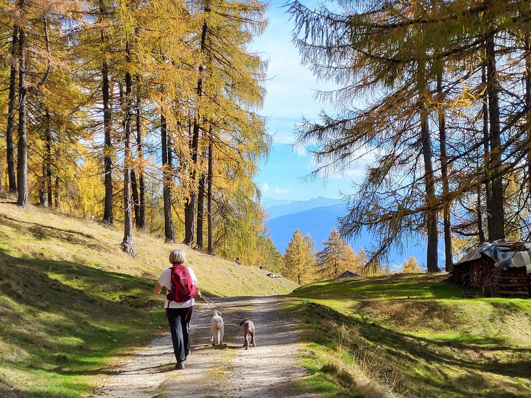 Frau spaziert mit zwei Hunden durch den Wald