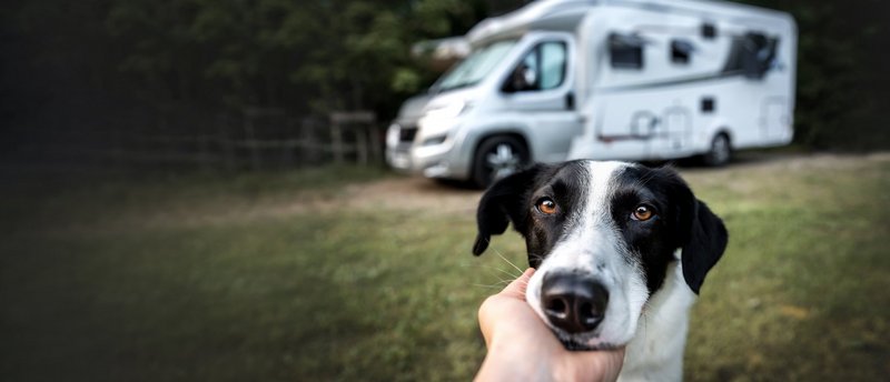 Hand hält Kopf eines Hundes vor weißem Wohnmobil 