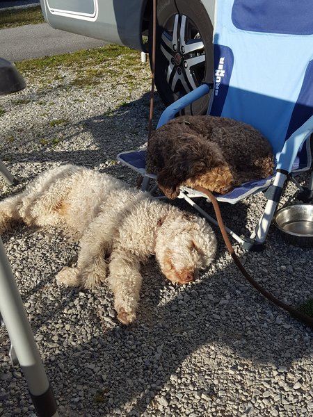 Zwei Hunde vor Camper am schlafen 